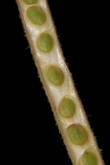 Matthiola crassifolia