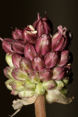 Allium curtum curtum