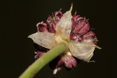 Allium curtum curtum