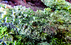Cladonia