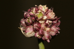 Allium curtum curtum