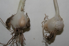 Allium curtum curtum