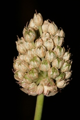 Allium curtum curtum