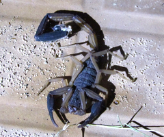 Centruroides edwardsii