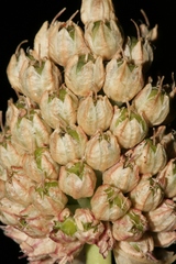 Allium curtum curtum