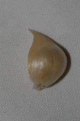 Allium curtum curtum