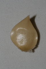 Allium curtum curtum