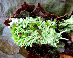 Cladonia