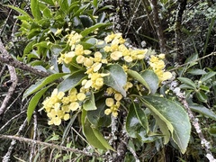 Euonymus carnosus