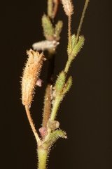 Silene sedoides