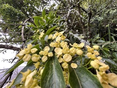 Euonymus carnosus