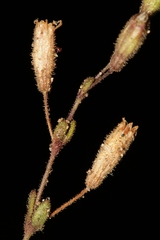 Silene sedoides