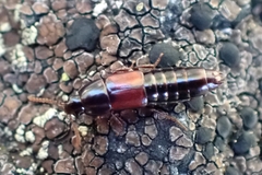 Tachinus elongatus