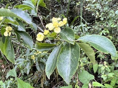 Euonymus carnosus