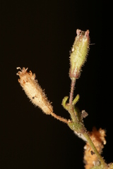 Silene sedoides