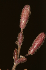 Silene sedoides