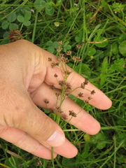 Juncus microcephalus