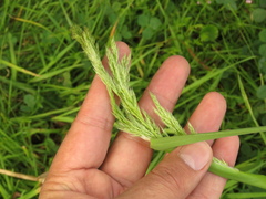 Polypogon elongatus
