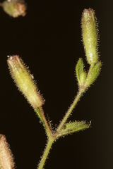 Silene sedoides