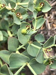 Euphorbia lurida