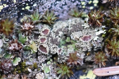 Psoroma hypnorum