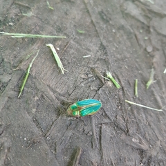 Buprestis aurulenta