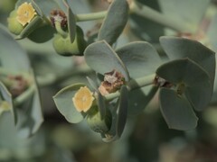 Euphorbia lurida