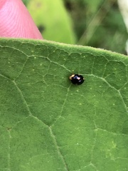 Brachiacantha indubitabilis