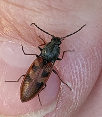 Stropenron nigricollis