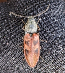 Stropenron nigricollis