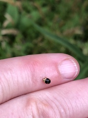 Brachiacantha indubitabilis