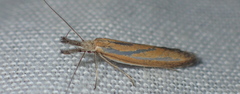 Pleurota honorella
