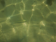 Dicentrarchus punctatus