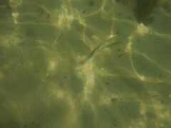 Dicentrarchus punctatus