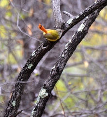 Erythrocercus livingstonei