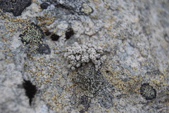 Stereocaulon vesuvianum