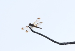 Libellula semifasciata