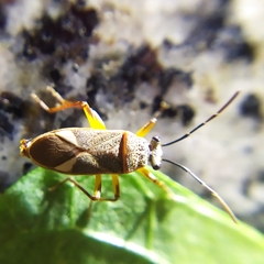Acinocoris