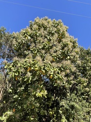 Triplaris americana