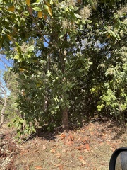 Triplaris americana
