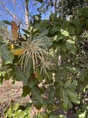 Triplaris americana