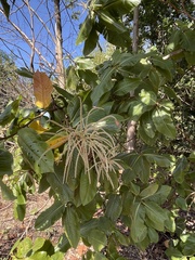 Triplaris americana