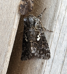 Syngrapha alias