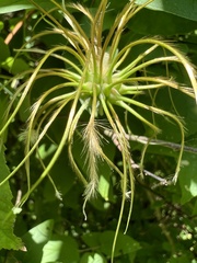 Clematis glaucophylla