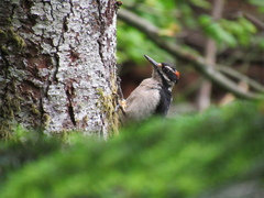 Dryobates villosus harrisi