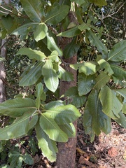 Triplaris americana
