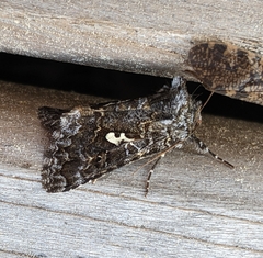 Syngrapha alias