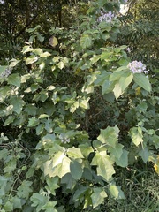 Solanum paniculatum