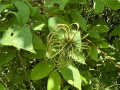 Clematis glaucophylla
