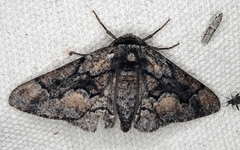Phaeoura mexicanaria